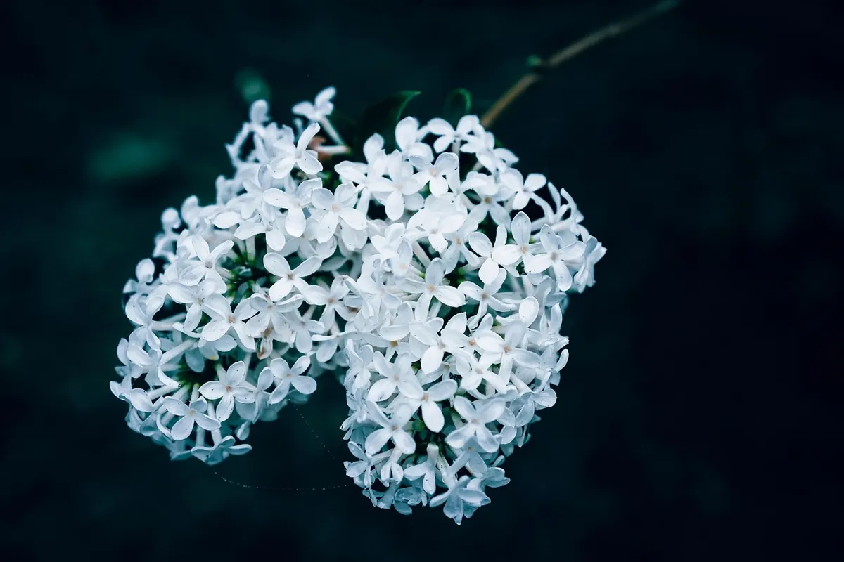 Common Lilac Problems: Yellow Leaves, Powdery Mildew and Suckers