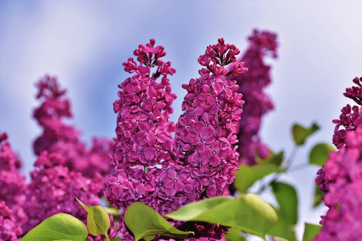 How to Grow Lilacs in Pots and Containers