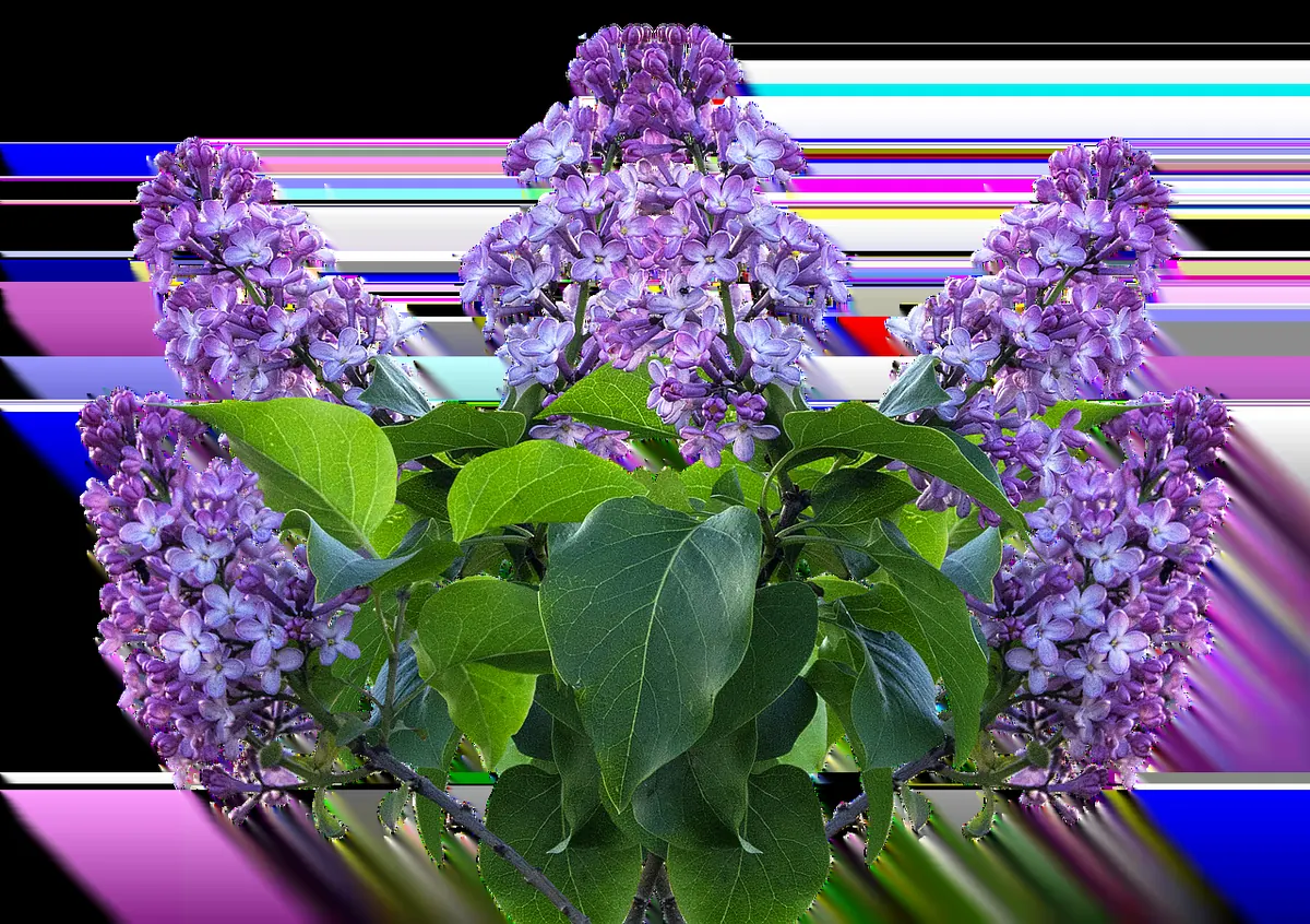 How to Plant a Lilac Bush: A UK Guide for Clay and Chalk Soils
