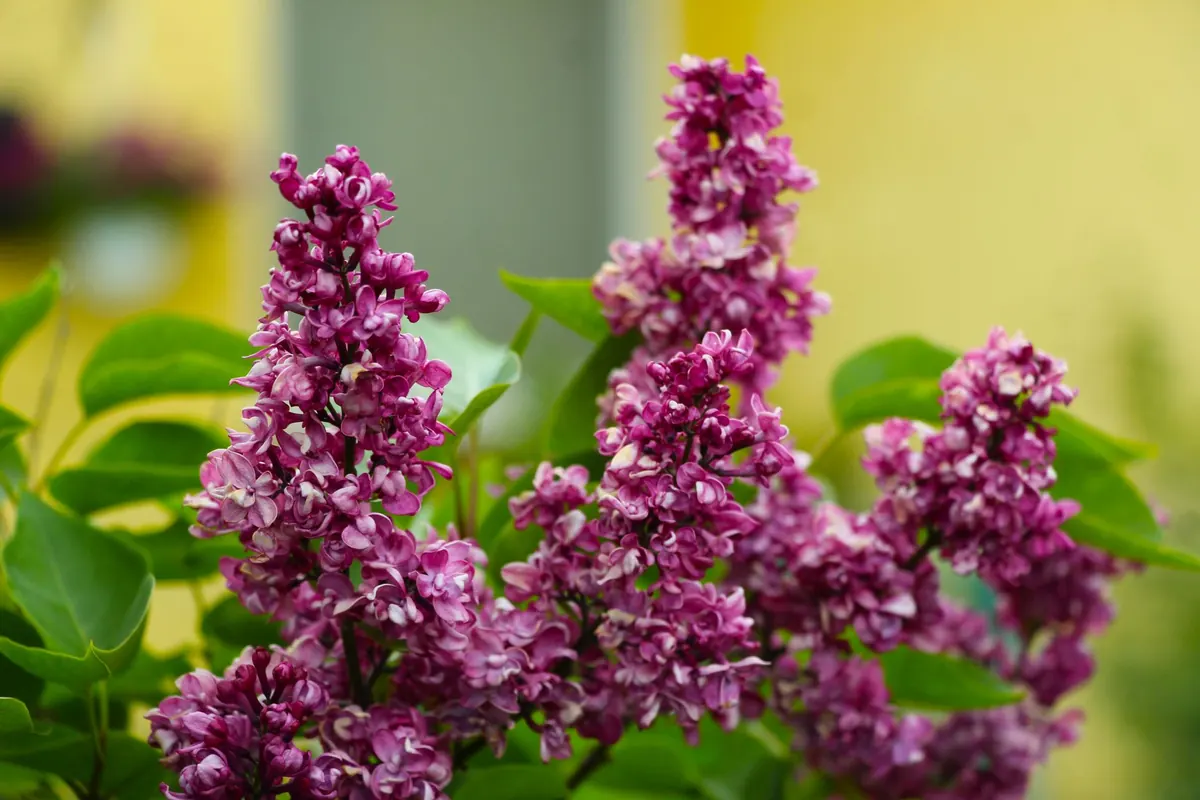 Lilac Care Calendar: What to Do Month by Month in the UK