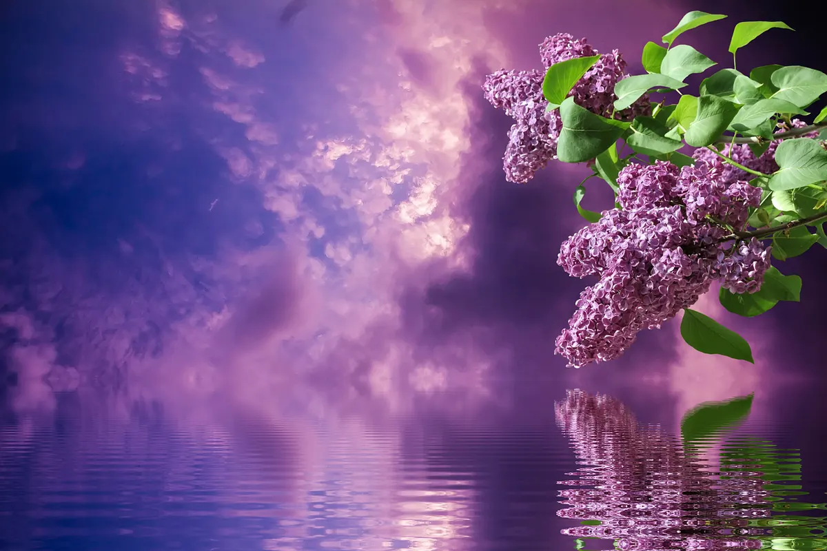 Lilac Hedge Guide: Spacing, Planting and Pruning for Privacy