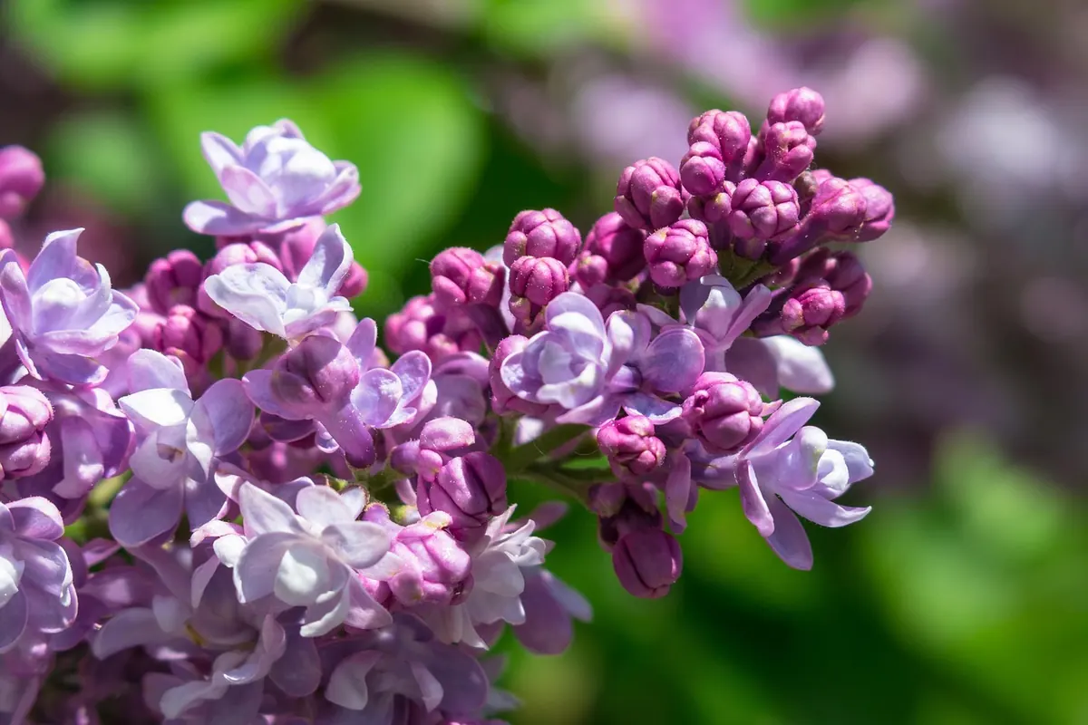 Lilacs for Cold and Coastal UK Gardens: Hardy Variety Choices