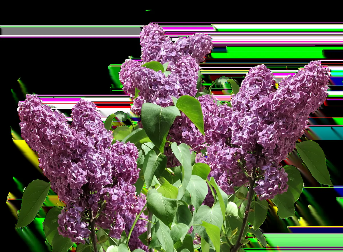 Pruning Lilacs: A Step-by-Step Guide to Deadheading and Renewal